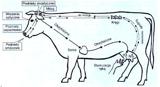 Zadanie 21. Wiadomości rolnicze, fachowe artykuły o tematyce rolniczej oraz nowoczesne technologie stosowane w rolnictwie znaleźć można na portalu internetowym http://nowoczesnafarma.
