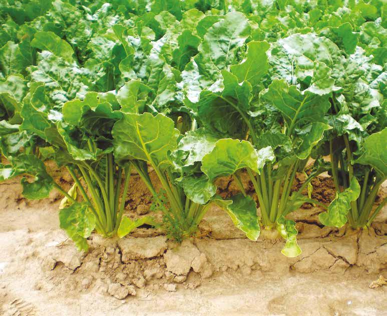 SAFARI 50 WG ŚRODKI OCHRONY ROŚLIN - HERBICYDY VENZAR 500 SC triflusulfuron - 500 g/kg Przeznaczony do powschodowego zwalczania chwastów dwuliściennych w buraku cukrowym.