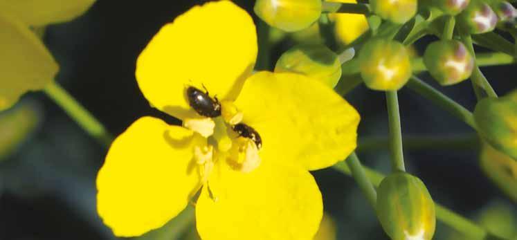 CYREN 480 EC ŚRODKI OCHRONY ROŚLIN - INSEKTYCYDY HUNTER 400 EC chloropiryfos - 480 g/l Insektycyd o działaniu kontaktowym, żołądkowym i gazowym, przeznaczony do zwalczania szkodników w roślinach