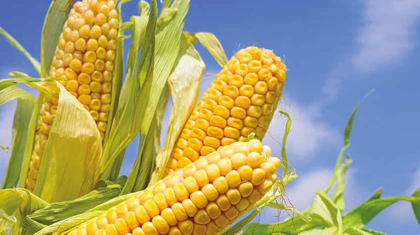 OCHRONA HERBICYDOWA KUKURYDZY BBCH 00-09 Adengo 315 SC 0,35 l/ha +
