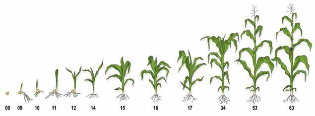 Olemix 84 EC 1 l/ha BBCH 12-15 BBCH 14-16 Maksymus 040 SC 1l/ha +