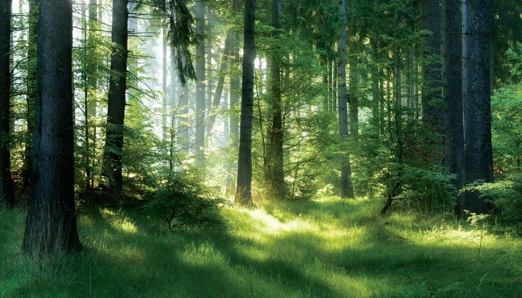 Puszcza Białowieska. Zielone Płuca Polski bez smogu.