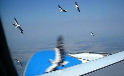 Niclas Ekander, NOVAAIR bird strikes 2006 17 Sierpnia 2006 Airbus A330-200 Wznoszenie