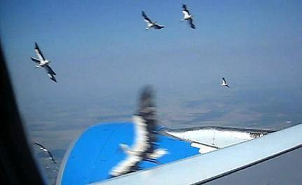 Niclas Ekander, NOVAAIR bird strikes 2006 17 Sierpnia 2006 Airbus A330-200 Wznoszenie