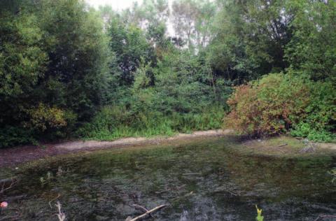 SUDS dla szkół Londyn (Wielka Brytania), w realizacji od 2013 r. W 2013 r.