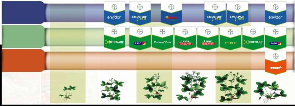Rozwiązania Bayer w ochronie truskawek Zwalczanie szkodników: FUNGICYDY: HERBICYDY: Uwagi: Ilość i kolejność