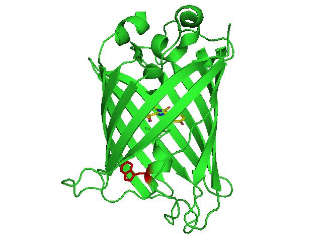 Rys. 2 Struktura mutanta F64L/S65T-GFP (lewy panel, PDB 2Y0G) oraz wnętrze b-beczki z chromoforem (żółty) i tryptofanem 57 (czerwony) (prawy panel). Technika zatrzymanego przepływu Rys.