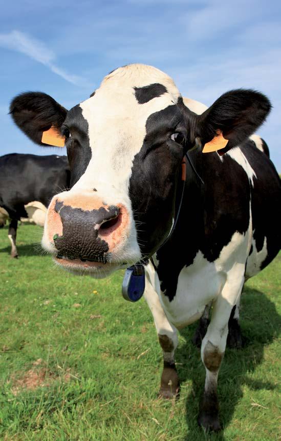 Obok szybkiego zamknięcia dostępu powietrza oraz czystego procesu produkcji najwięcej uwagi poświęca się wysokiemu stopniowi kompresji. Cechy te optymalnie łączy LT-Master.