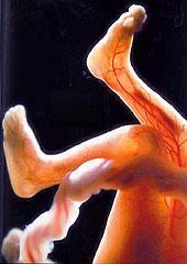 EKTODERMA (warstwa