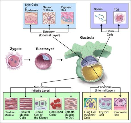 MEZODERMA (warstwa