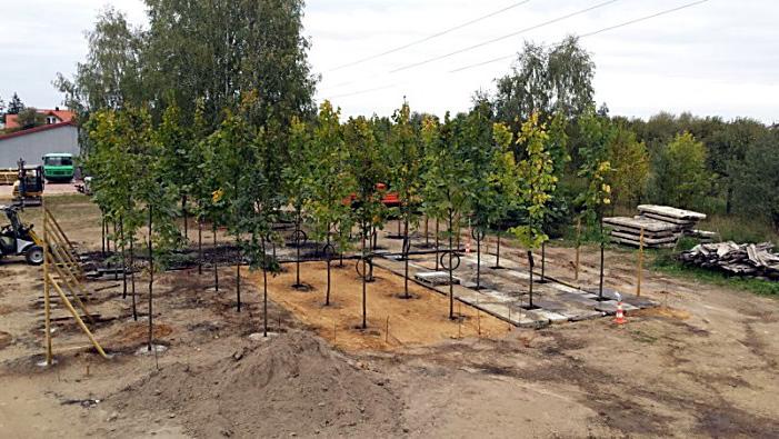 (Tilia tomentosa).