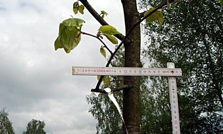 8). Przyrosty korzeni drzew rosnących w podłożach strukturalnych oscylowały w granicach ok. 37%, natomiast drzew rosnących w innych typach podłoża ok. 28%.