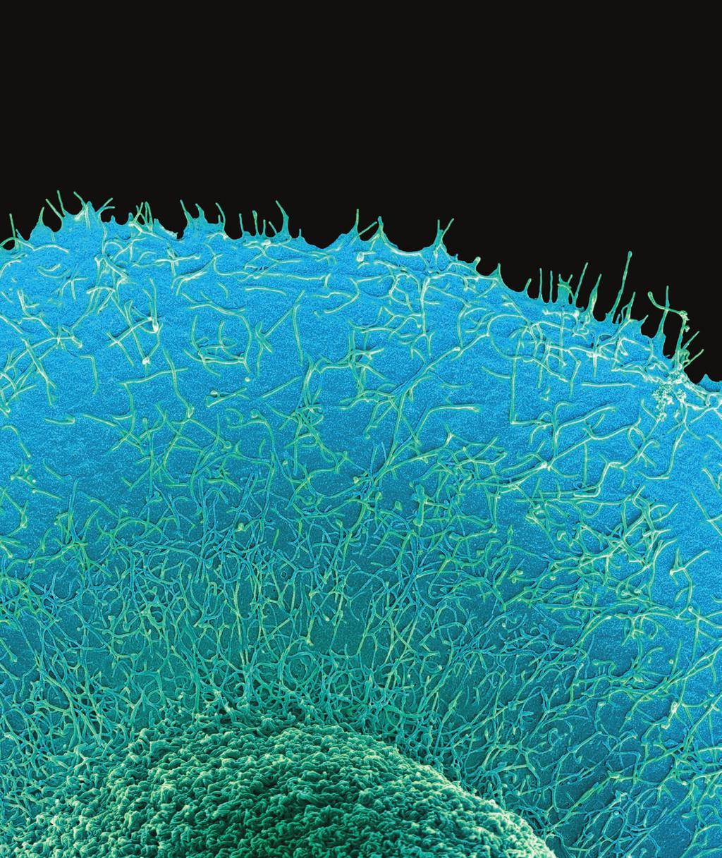 Biologia molekularna