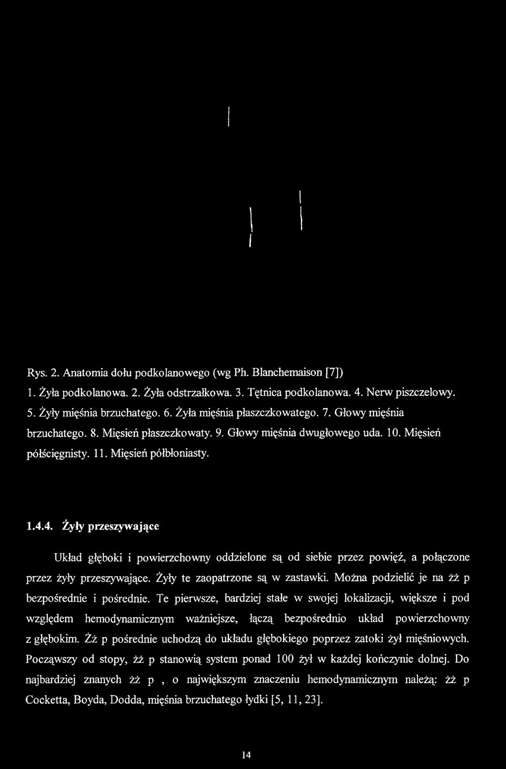 Mięsień półścięgnisty. 11. Mięsień półbłoniasty. 1.4.