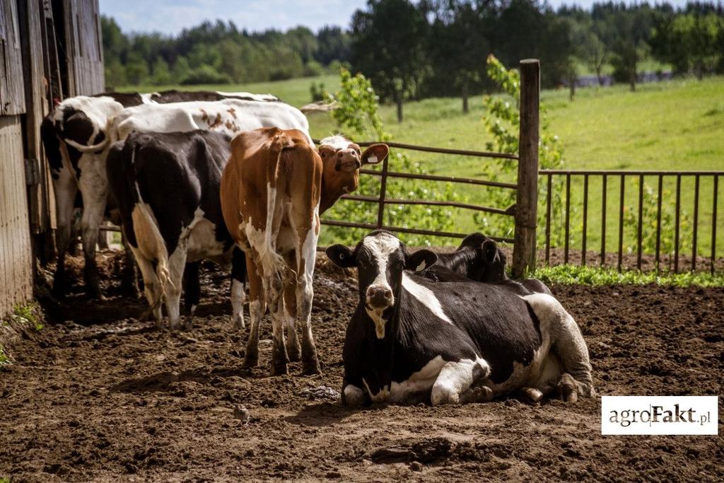 .pl https://www..pl W wyniku świadomej działalności pokoleń hodowców udało się zwiększyć ilość produkowanego mleka z ok. 1 tys. kg do 15 tys. kg mleka za laktację (15-krotnie!).