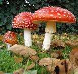 ZATRUCIA GRZYBAMI Zatrucia grzybami są przewaŝnie przypadkowe i wynikają najczęściej z nieznajomości gatunków grzybów jadalnych i