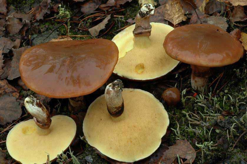 V. TYP NIEśYTY śołądkowo- JELITOWE Niektóre gatunki grzybów zawierają substancje