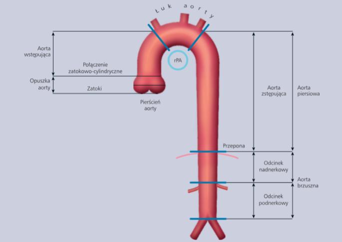 Segmenty aorty wstępującej i zstępującej Aorta pełni funkcję transportową (średnio transportuje 200 mln litrów krwi do tkanek), kontroluje układowy opór naczyniowy i częstotliwość rytmu serca