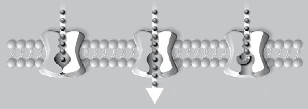 hyperpolarization-activated cyclic nucleotide-gated channels), których obecność potwierdzono w sercu, w niektórych okolicach mózgu i w siatkówce oka [39].