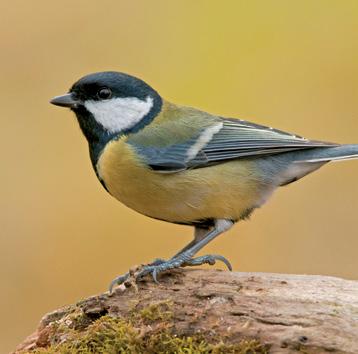 Odpowiedzi Miaucząca gaduła Garrulus po łacinie oznacza gadatliwy.