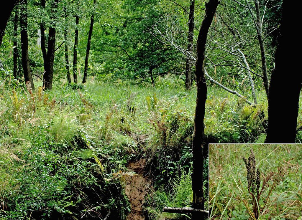 Notatki botaniczne 491 Lysimachia nummularia, Melica nutans, Maianthemum bifolium, Poa nemoralis subsp. nemoralis, Oxalis acetosella, Phalaris arundinacea var. arundinacea, Urtica dioica subsp.