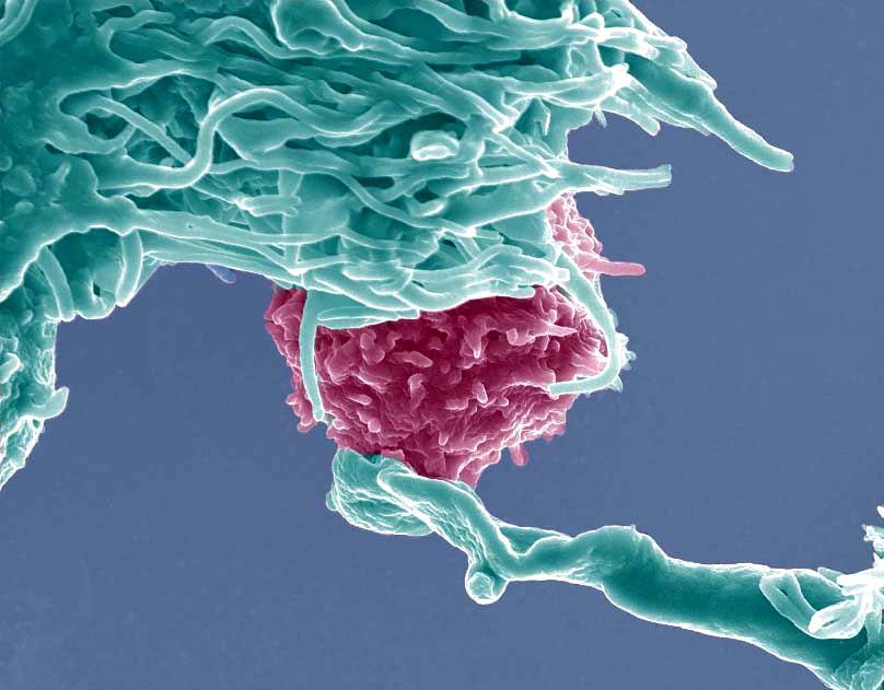 Immunologiczne aspekty szczepień Nadzieja Drela Wydział