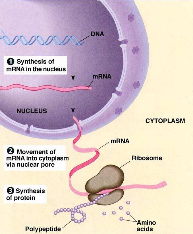 procesów biochemicznych