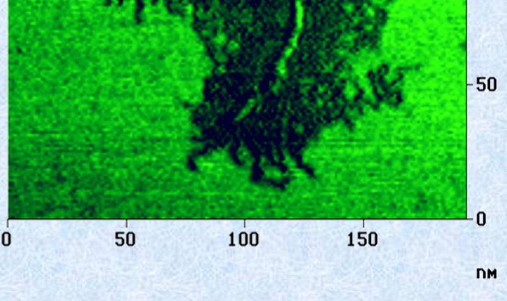 2 M w =1 500 000, M w /M n =1.2 n AFM-TM: M. Moeller & S. Sheiko (U ULM) 2002 M n =2. 10 6 Matyjaszewski, et al.