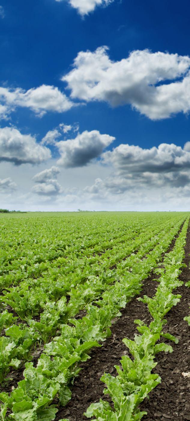 Syngenta Polska Sp. z o.o. ul.
