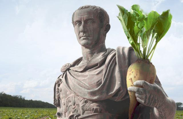 Julius Imperium plonu Opis! odmiana w typie normalno-cukrowym (NZ)! odporna na rizomanię!