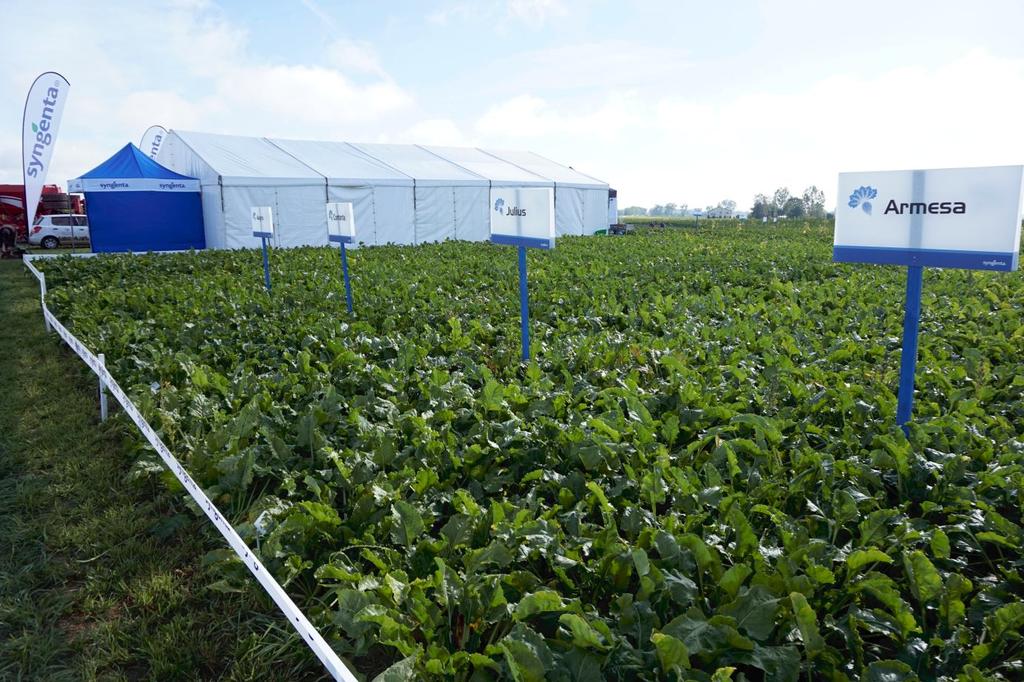 Raport plonowania odmian buraka cukrowego Syngenta 2016 Jak co roku testujemy nasze odmiany na wielu plantacjach w całej Polsce.