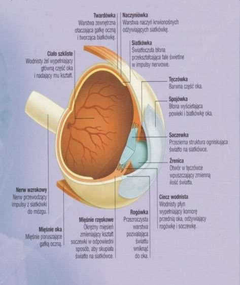 Budowa oka