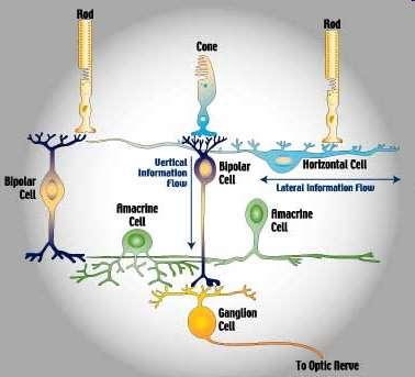 Typy komórek siatkówki Receptory (pręciki i czopki) Komórki