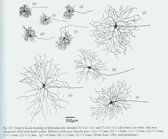 Komórki zwojowe typu X i Y Komórki X małe, mają małe pola recepcyjne i cienkie, wolno przewodzące aksony. Percepcja obrazów.
