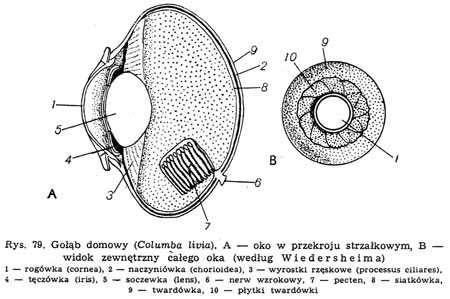 ptaków