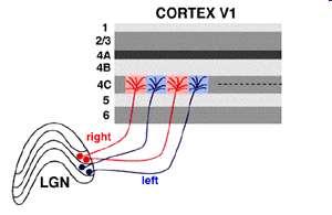 Odrębne drogi z lewego i prawego oka do kory wzrokowej Jeszcze w