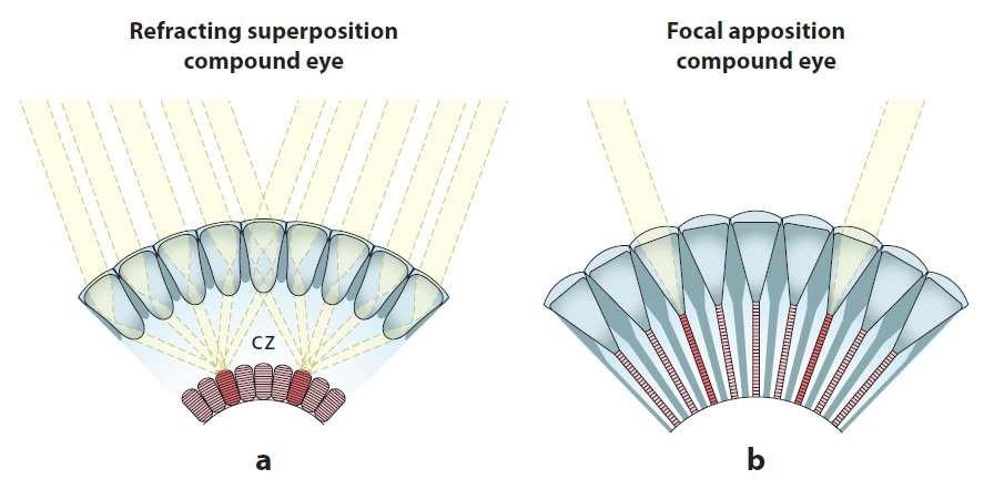 Skupiska takich ommatidiów tworzą oko złożone apozycyjne.
