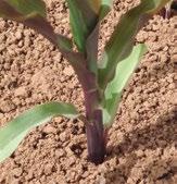 P FOSFOR Niedobór fosforu w kukurydzy Objawy niedoboru fosforu Małe liście nabierają czerwonofioletowego odcienia, ich końce wyglądają na spalone, a starsze stają się prawie czarne.