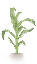 +mikro 3-5 kg/ha Fosfi Activ PK 10-50 w dawce 2-3 l/ha FoliarActiv Potas Fosfor Plus 6-20-36 +mikro w dawce 3-5