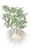 FoliarActiv Potas-Fosfor Plus 6-20-36+mikro w dawce 3-5 kg/ha Fosfi Activ PK 51-9 2-3 l/ha Immuno Activ Si w dawce 1 l/ha Fosfi Activ PK 51-9 w dawce 2-3 l/ha Immuno Activ Si 1-2 l/ha Actipol EDTA