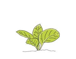 PK 51-9 w dawce 2-3 l/ha FoliarActiv NK 14-46 w dawce 2-4 kg/ha FoliarActiv Potas Fosfor Plus 6-20-36 +mikro w dawce 3-5 kg/ha FoliarActiv Azot 33-10-10 +mikro w