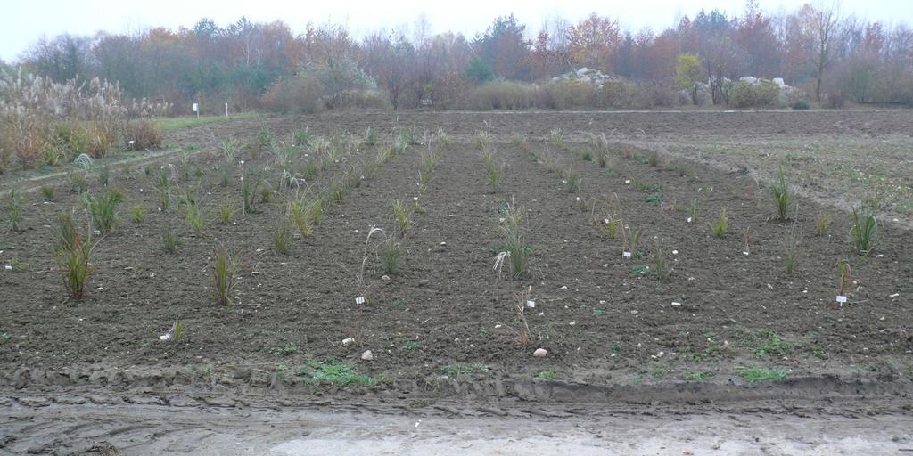 Wykonanie 2016 Gromadzenie puli genowej Kontynuowano gromadzenie puli genowej traw wieloletnich. Pozyskano : 23 odmiany miskanta chińskiego, w tym: z firmy VITROFLORA Grupa Producentów Sp.