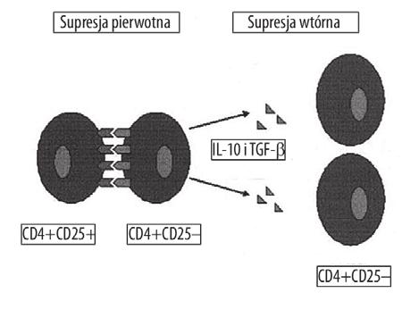 Postepy Hig Med Dosw (online), 2007; tom 61: 178-184 limfocyty B [26].