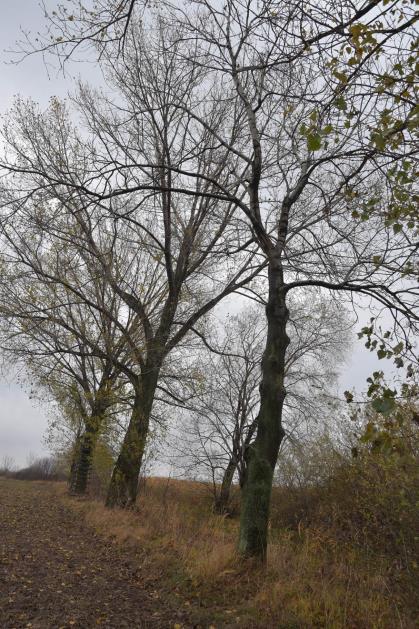 8 S t r o n a INWENTARYZACJA DENDROLOGICZNA. AL