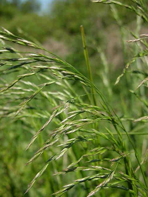 Kostrzewa trzcinowa (Festuca arundinacea) ród Agent Trawa wieloletnia, o bardzo silnie rozwiniętym systemie korzeniowy (do