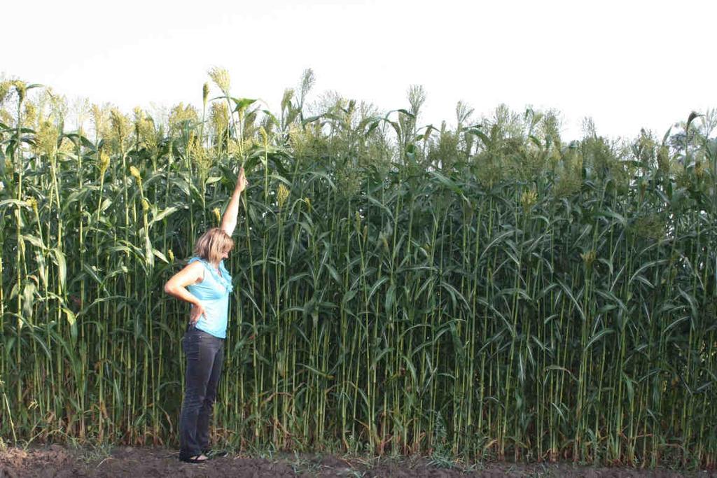 Sorgo MARMAR alternatywa na suszę roślina tropikalna, duŝe wymagania termiczne.