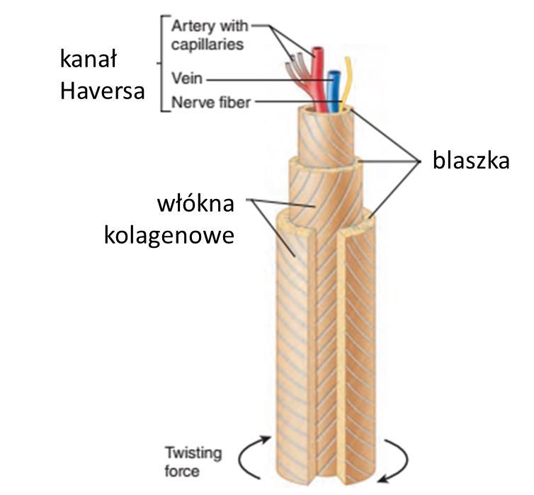 kostnej zbitej nerw żyła tętnica