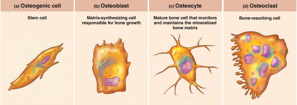 Typy komórek kostnych komórka