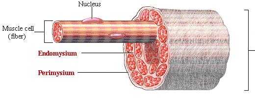Pęczek komórek mięśniowych jądro włókno