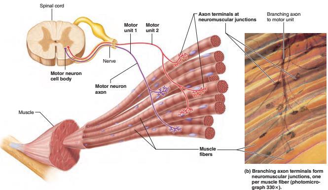 Regulacja skurczu jednostka motoryczna rdzeń kręgowy jednostka motoryczna 1 jednostka motoryczna 2 zakończenia aksonu na płytce